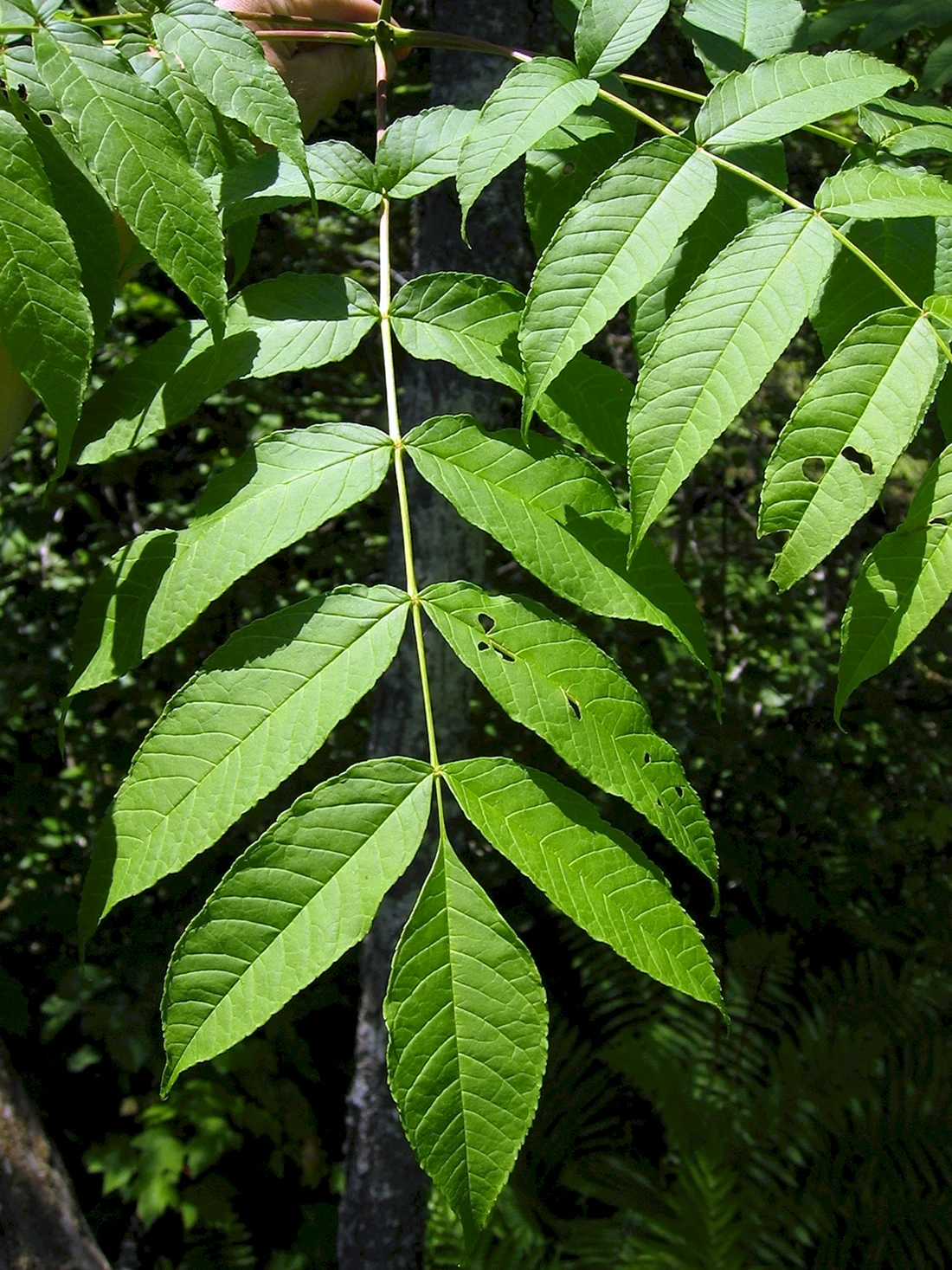 Ясень ланцетный Fraxinus lanceolata