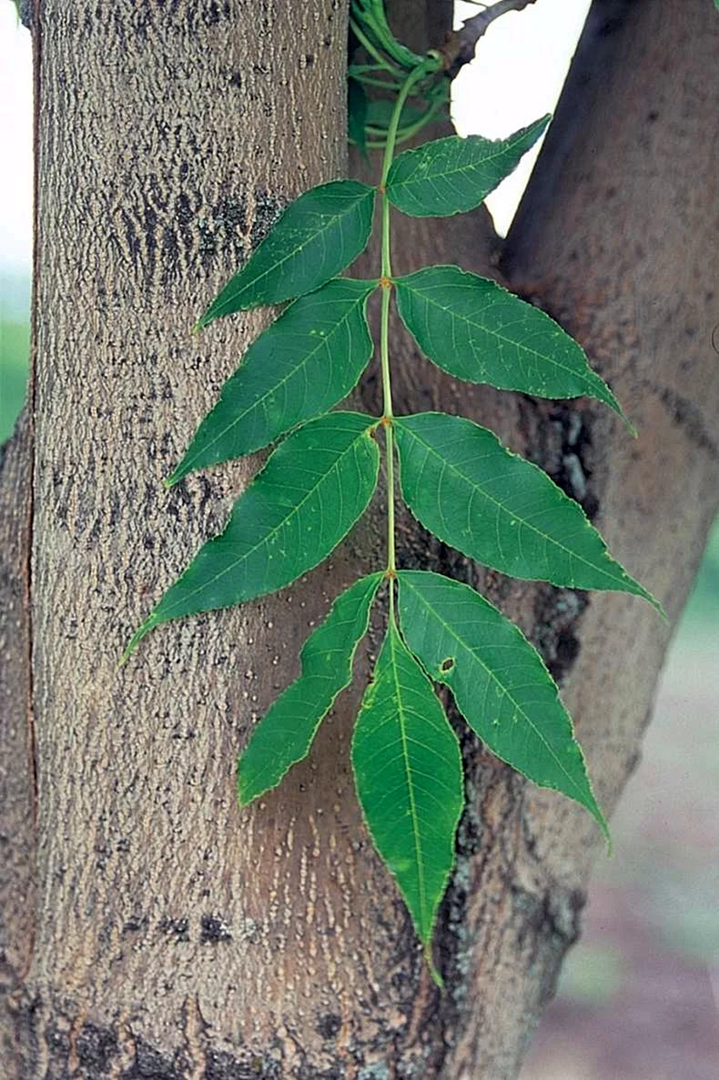 Ясень маньчжурский Fraxinus mandshurica