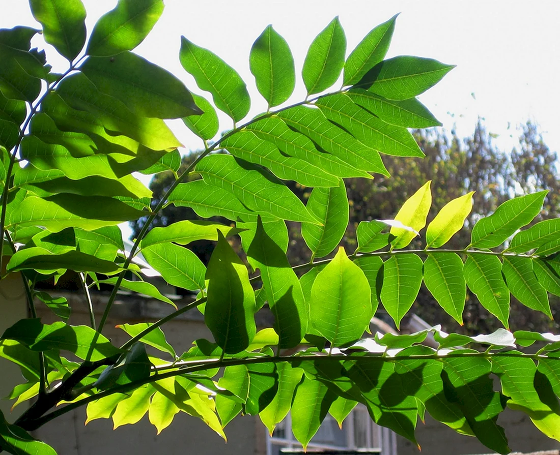 Ясень маньчжурский Fraxinus mandshurica