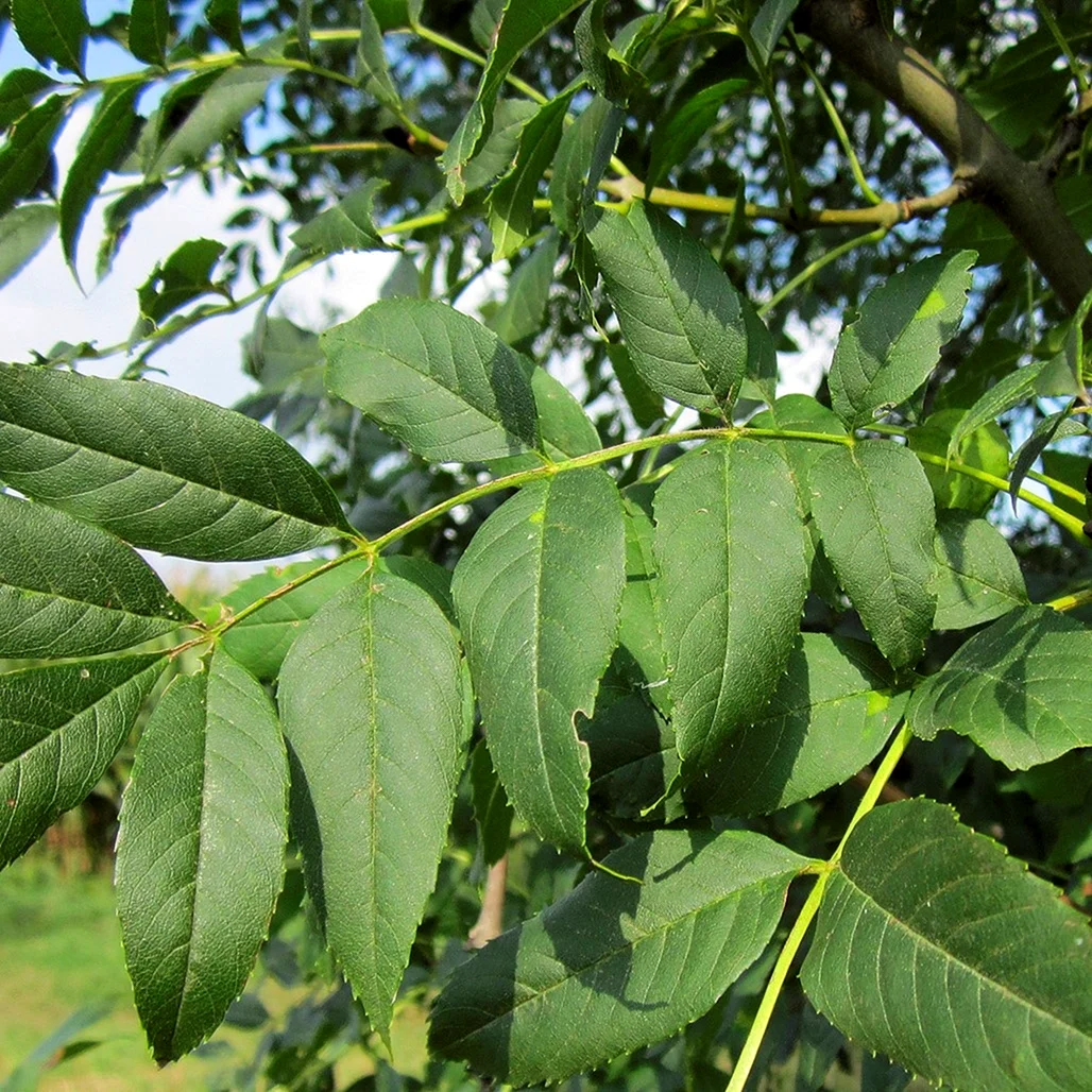 Ясень обыкновенный Fraxinus Excelsior