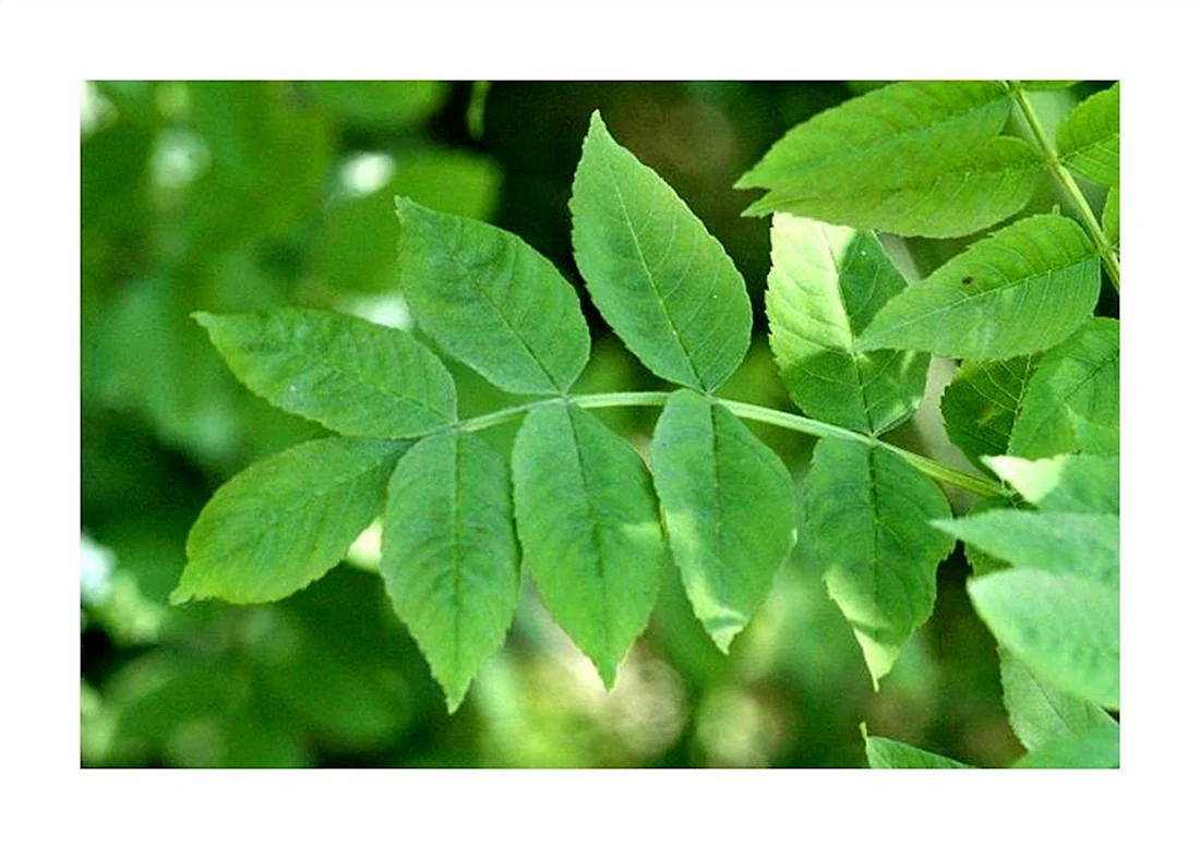 Ясень обыкновенный Fraxinus Excelsior