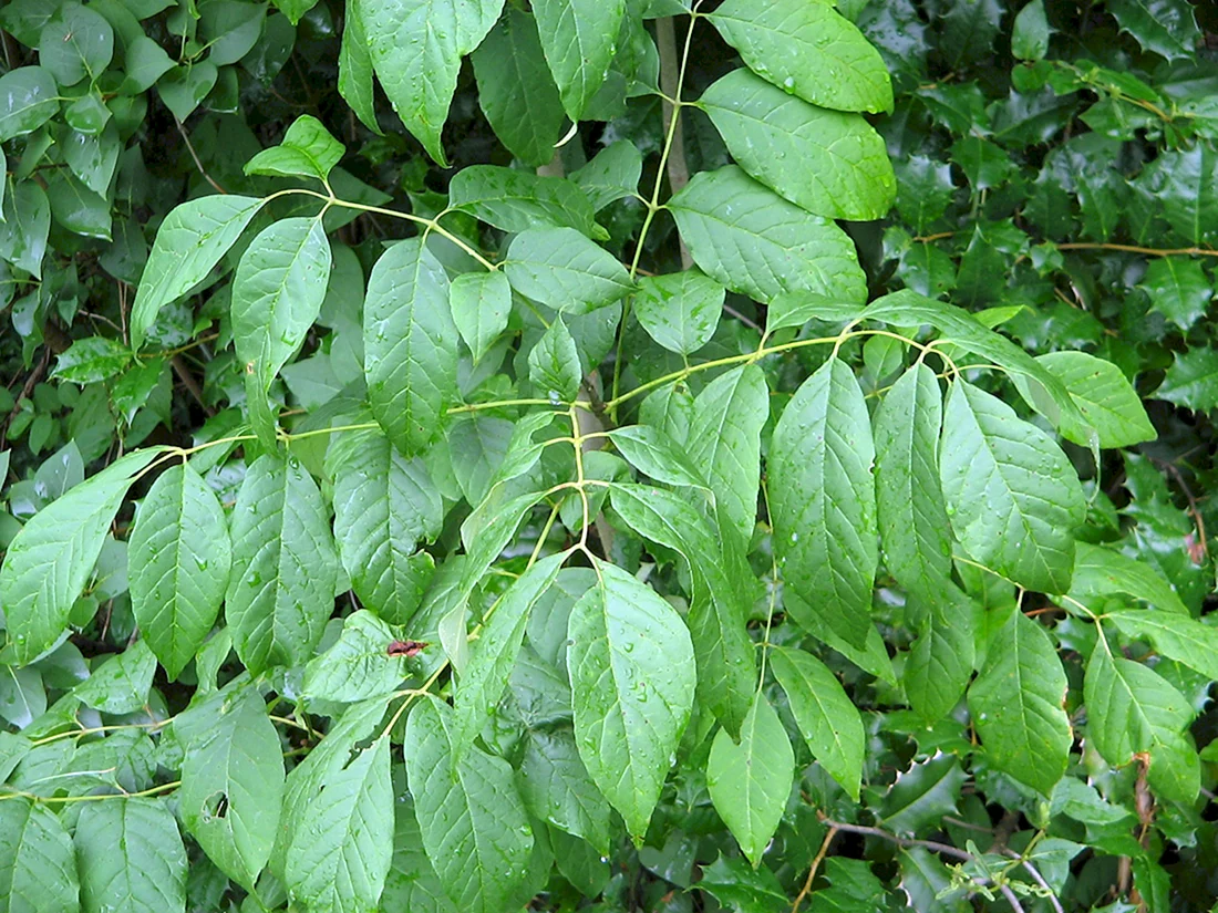 Ясень обыкновенный Fraxinus Exсelsior