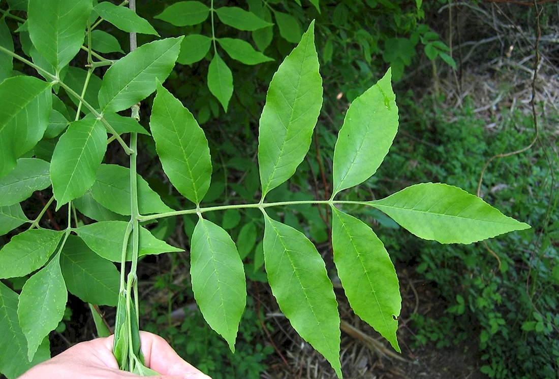 Ясень пенсильванский Fraxinus pennsylvanica