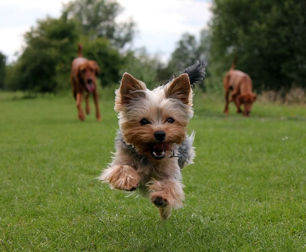 Йоркширский терьер Yorkshire Terrier