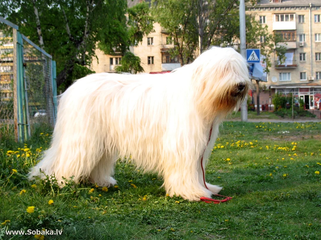 Южнорусская овчарка