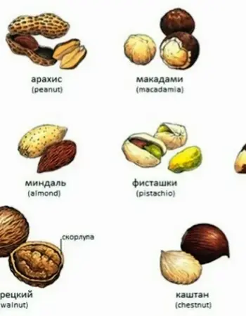 Какие бывают орехи