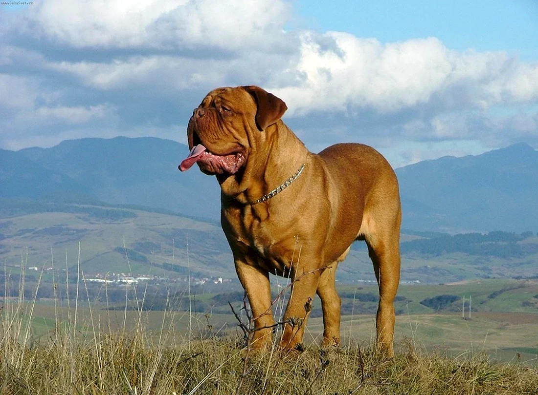 Канарский мастиф
