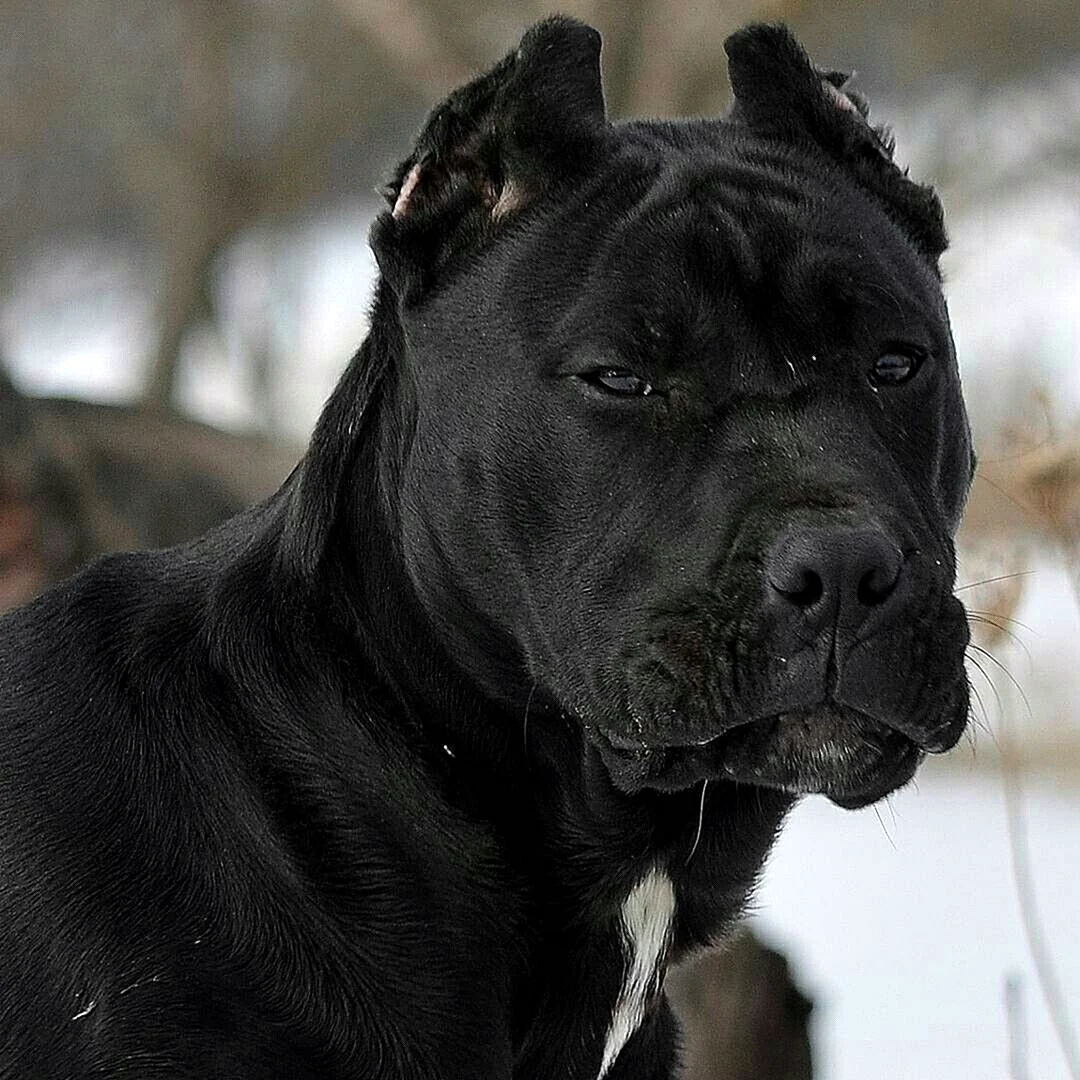 Кане Корсо