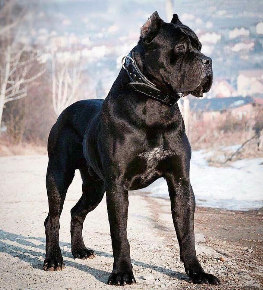 Кане Корсо
