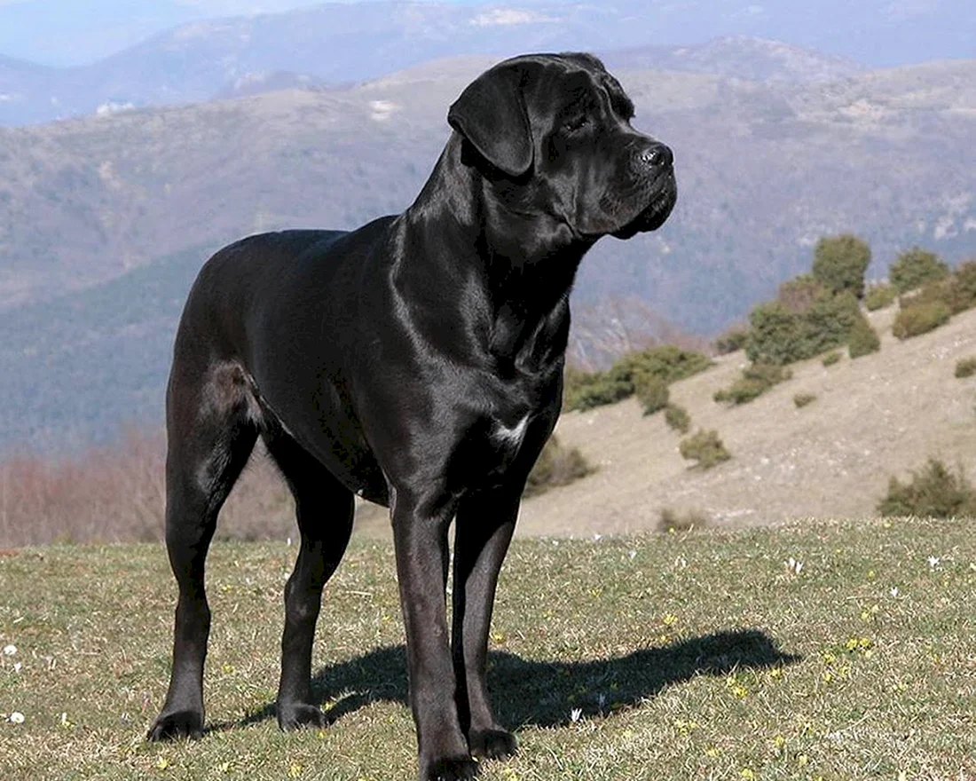 Кане Корсо