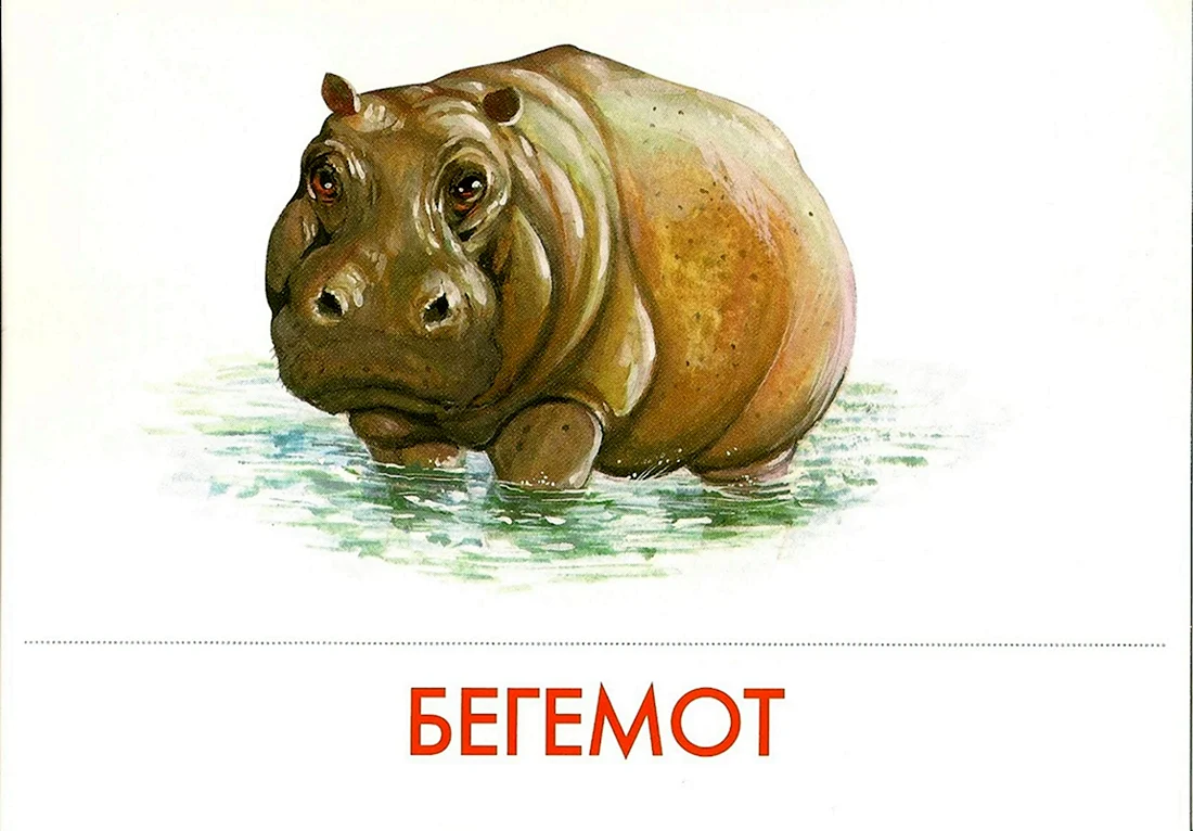 Карточка Бегемот