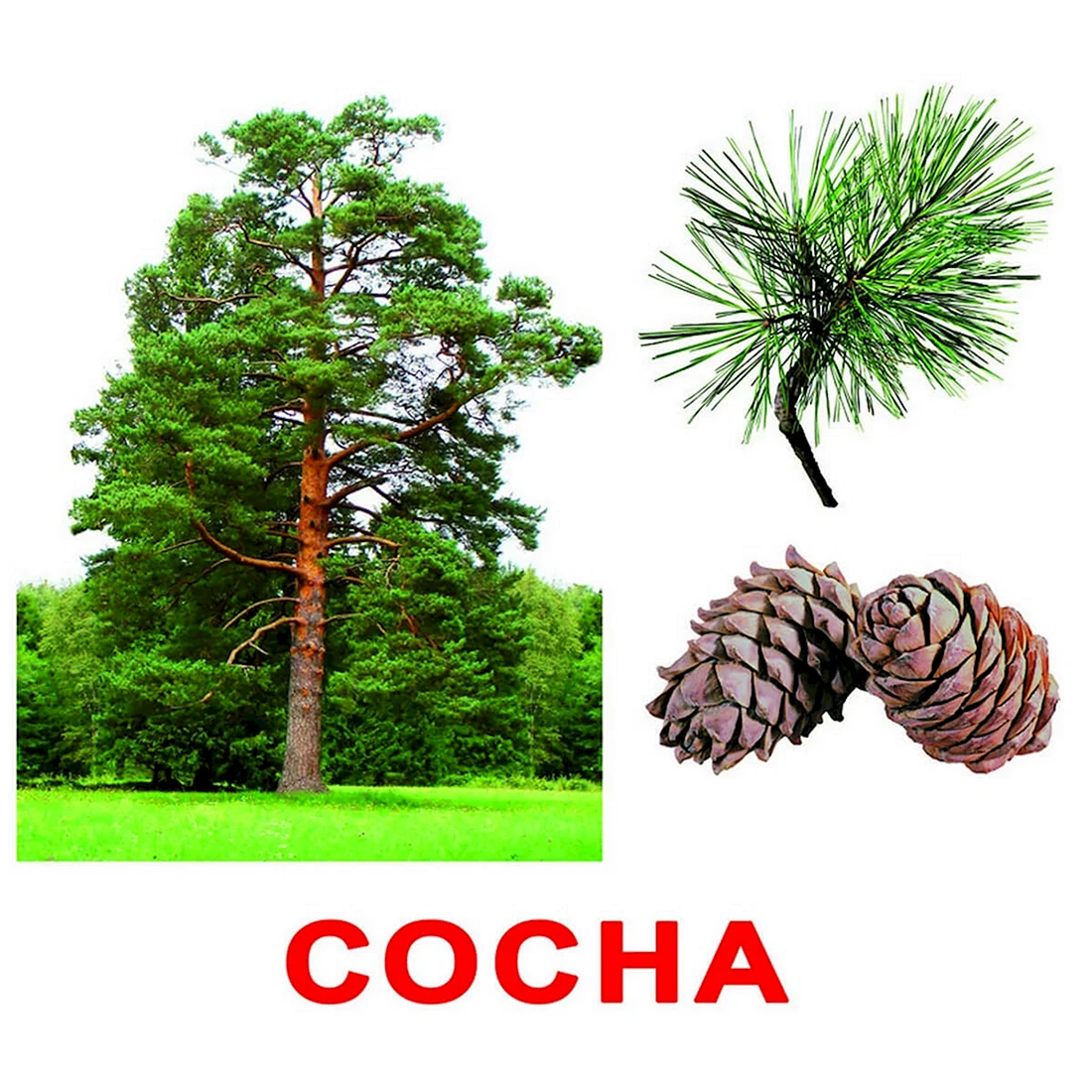 Карточки деревья