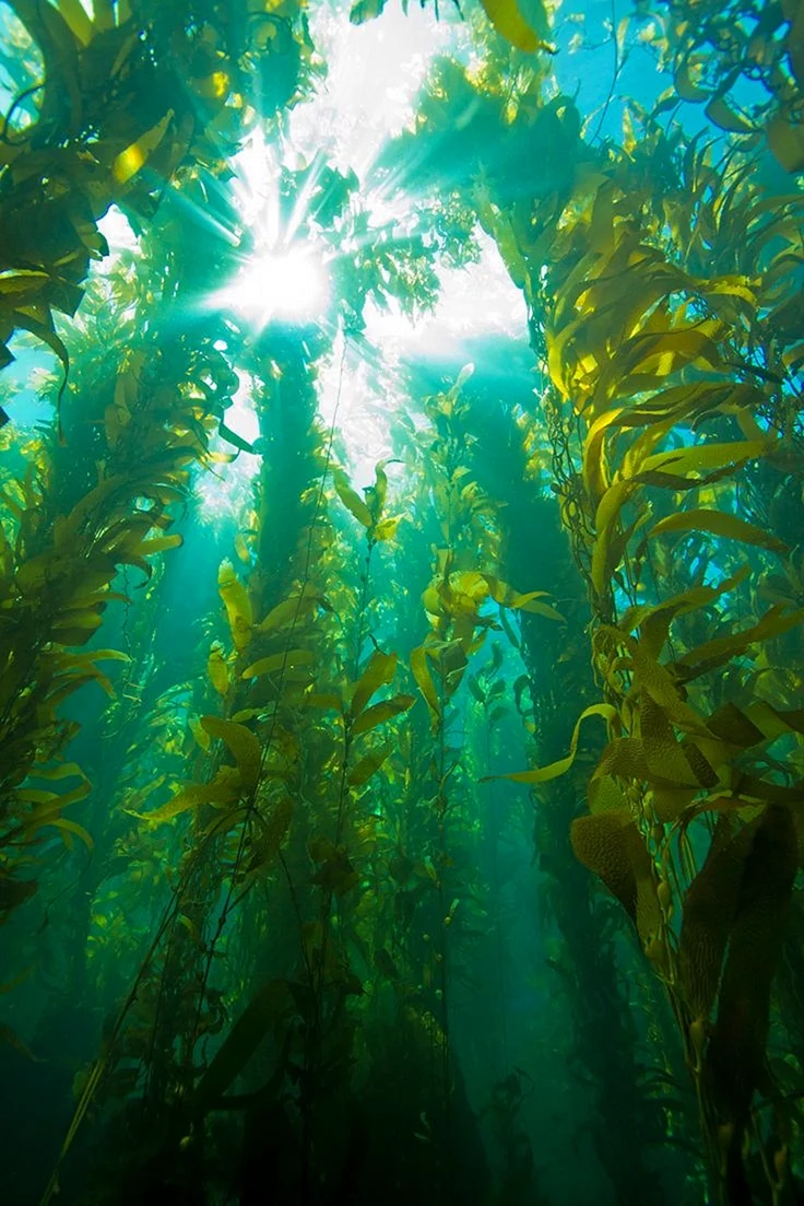 Келп бурая водоросль