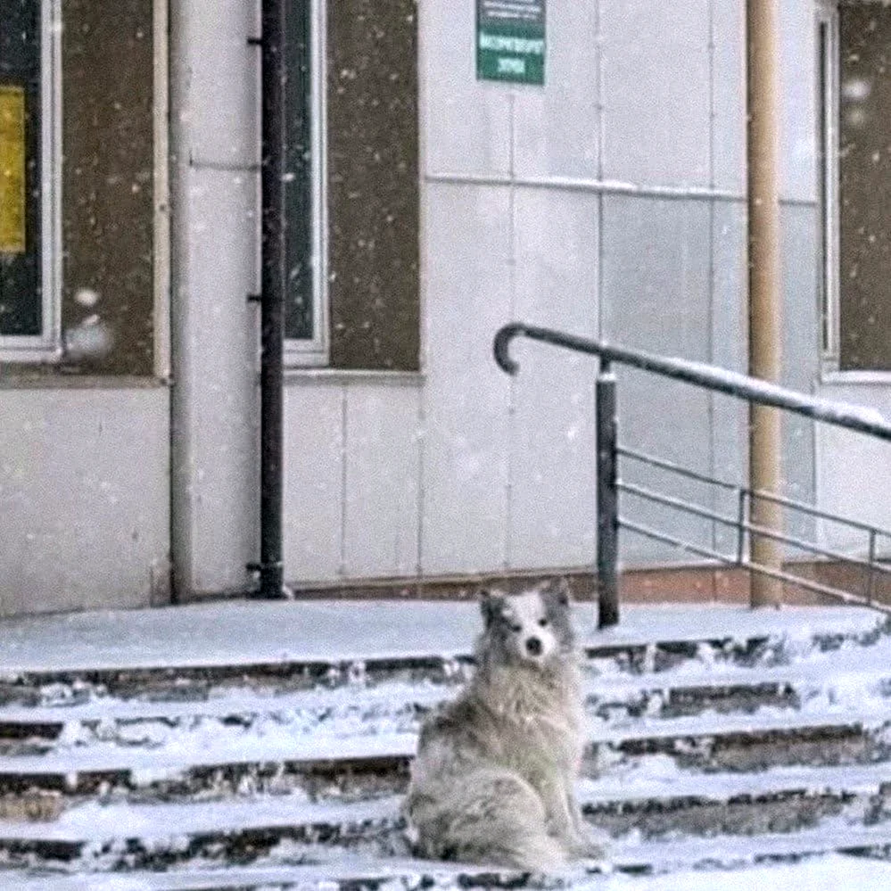 Кемеровский Хатико