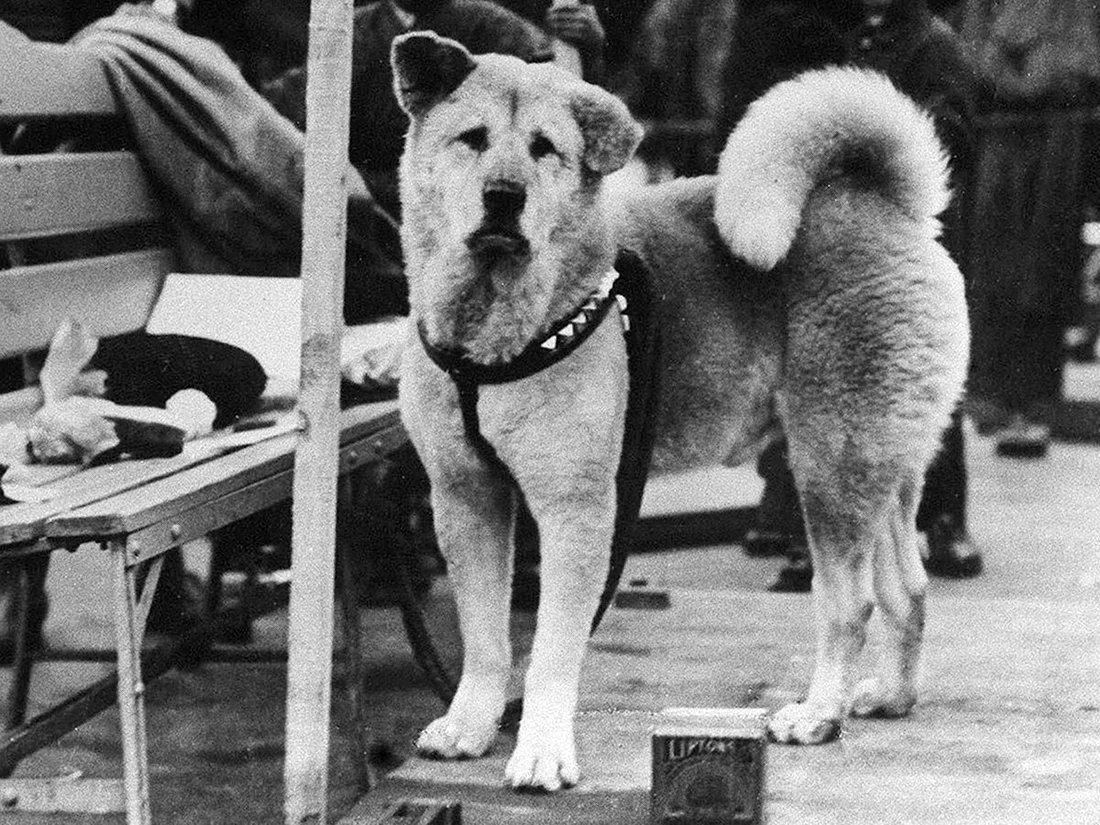 Хатико 1925