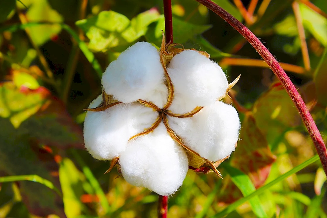 Хлопчатник Gossypium