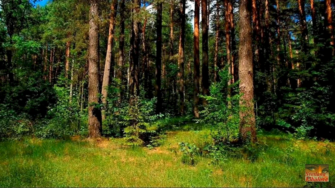 Хвойно-широколиственный лес Московская область
