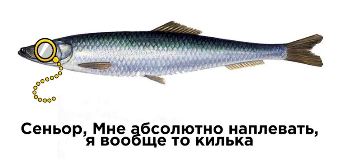 Килька