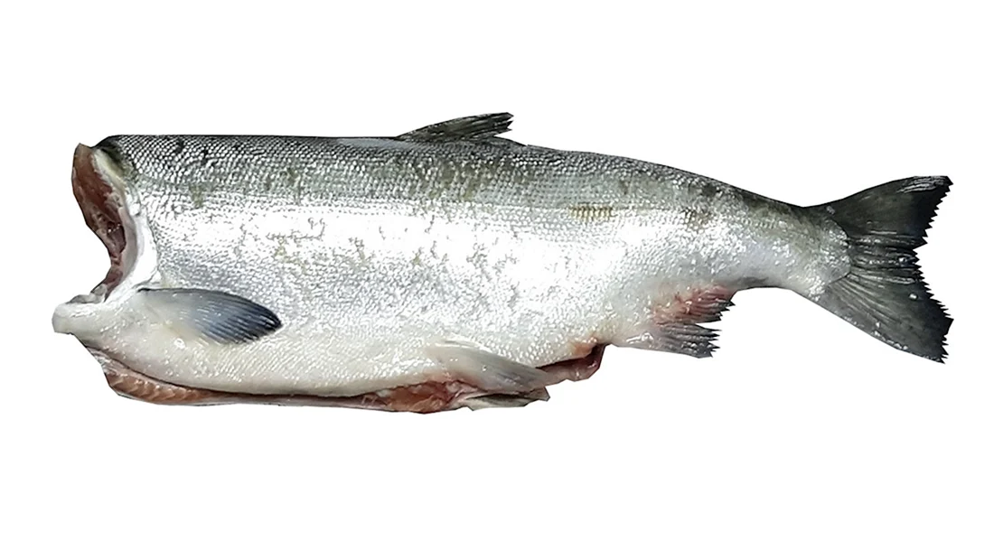 Кижуч Oncorhynchus kisutch