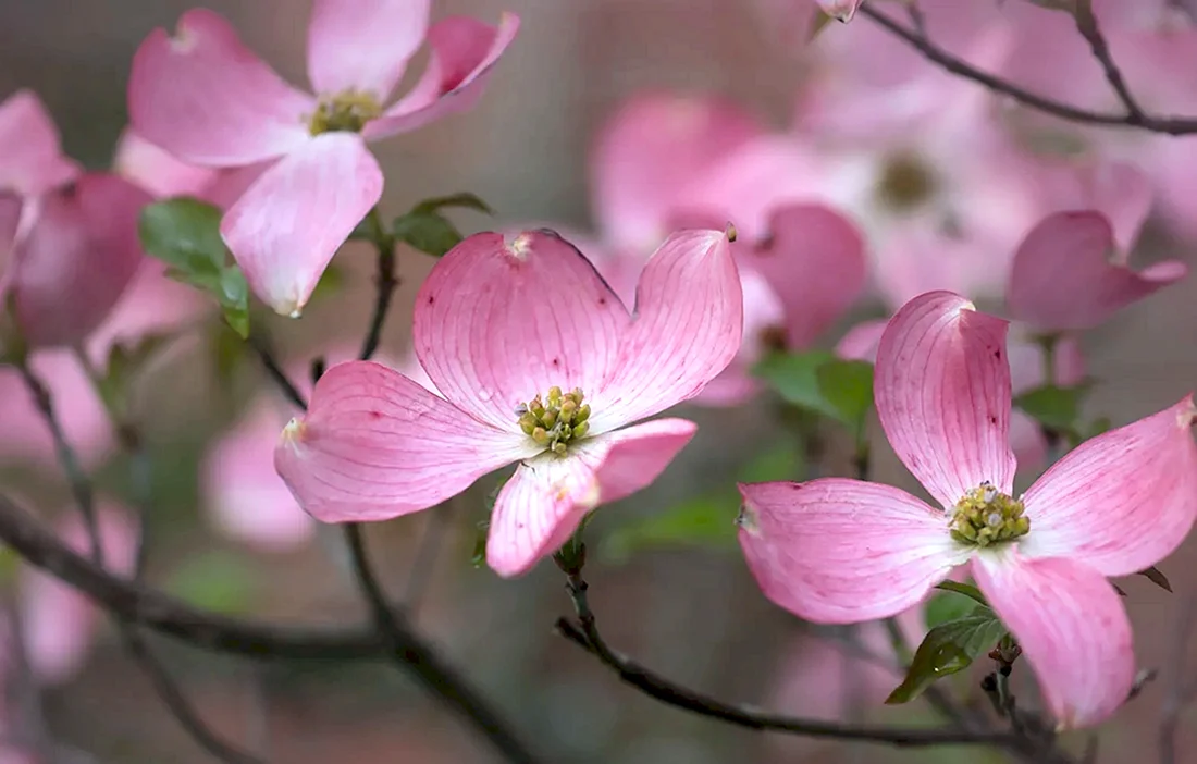 Кизил Dogwood