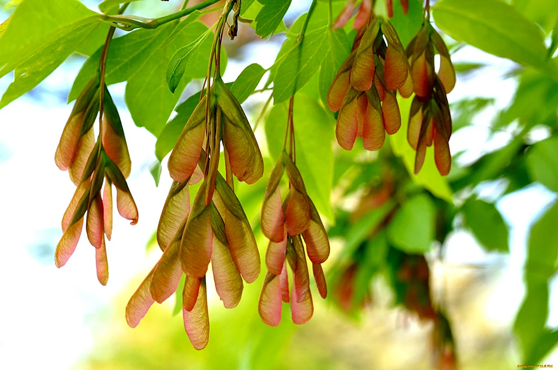 Клен ясенелистный кустарник