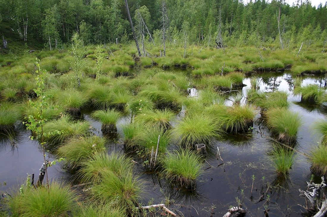Кочкарник болотный