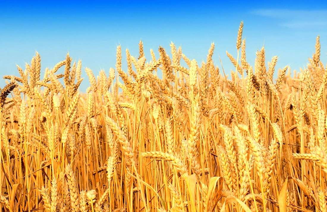 Колос озимой пшеницы