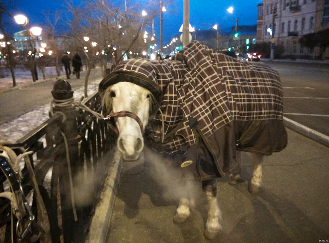 Конь в пальто