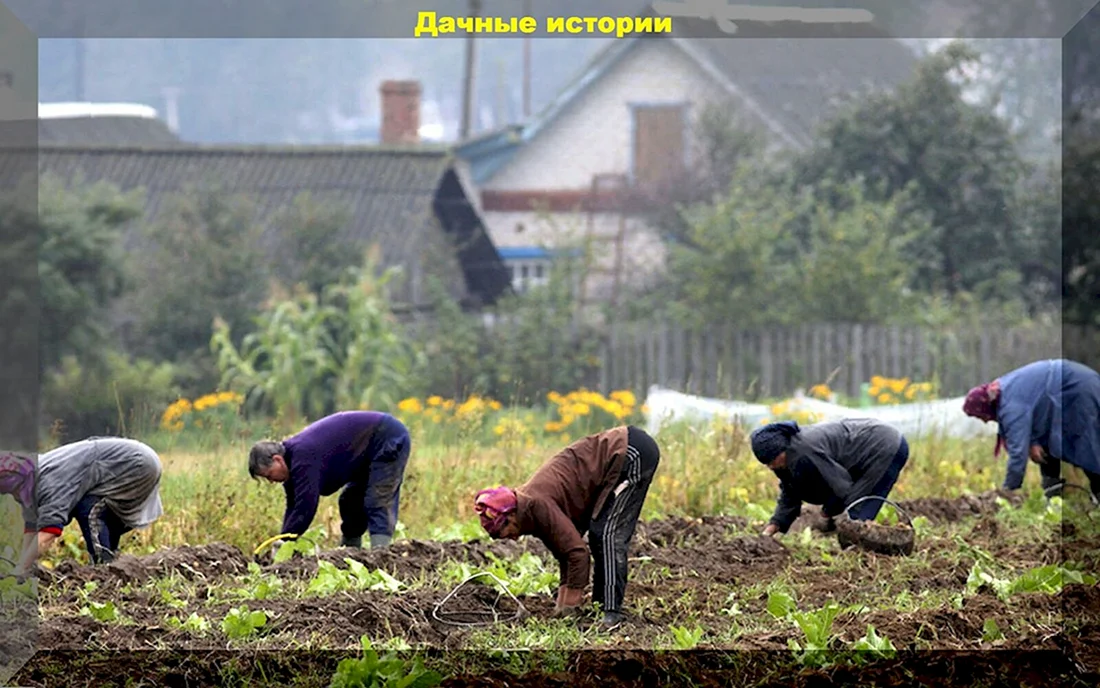 Копать картошку