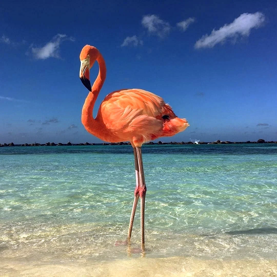 Коралловый Фламинго