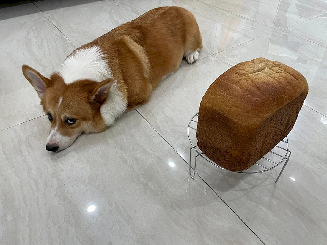 Корги Буханка