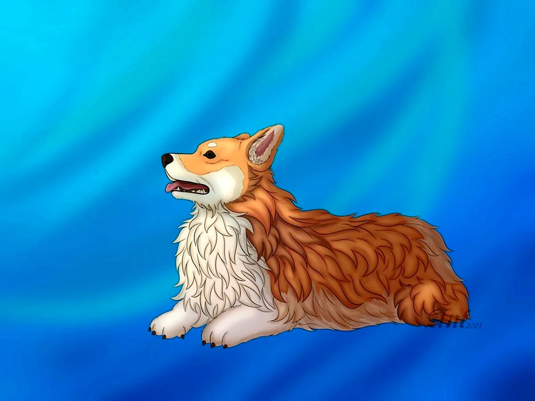 Корги флаффи