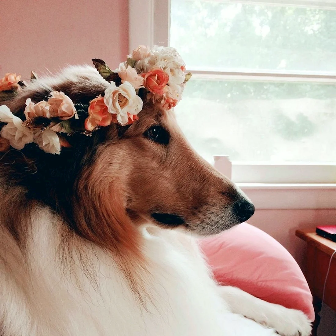 Корги колли