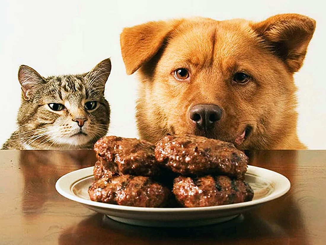 Кормление собак и кошек