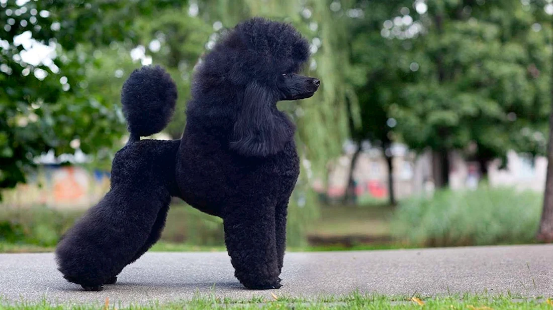 Королевский пудель