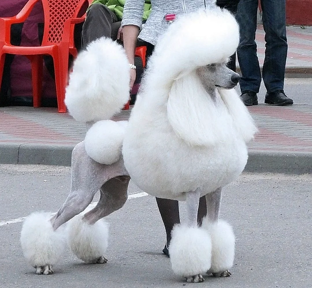 Королевский пудель