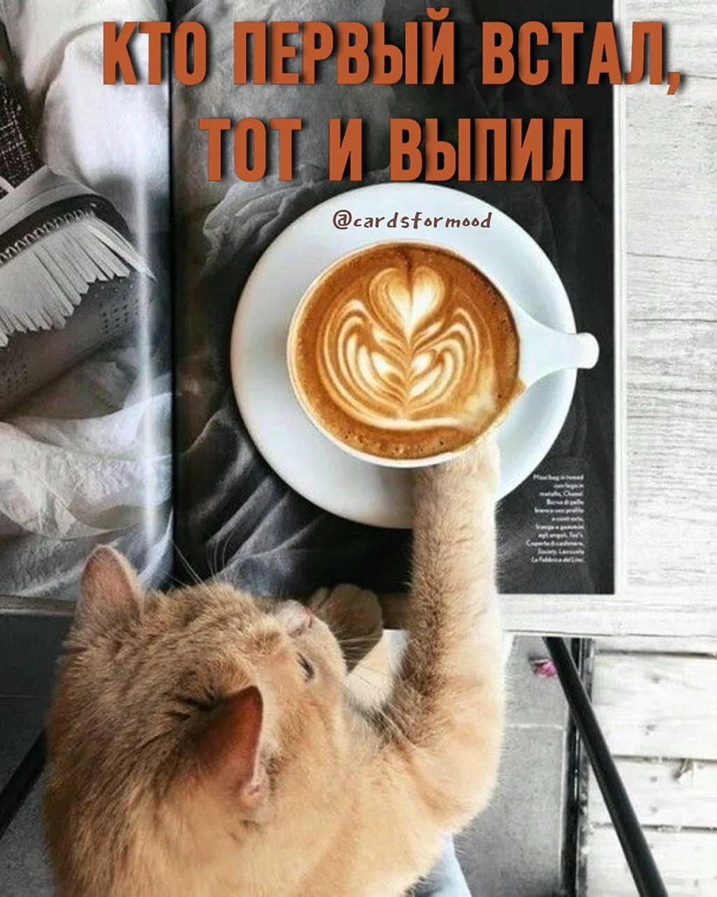 Кошка и кофе