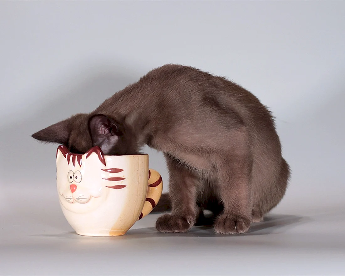 Кошка и кофе