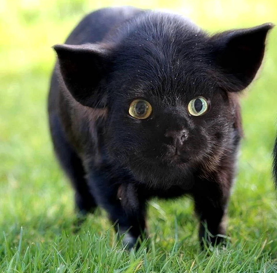 Кошка хрюшка