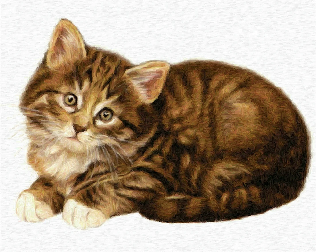 Кошка на прозрачном фоне