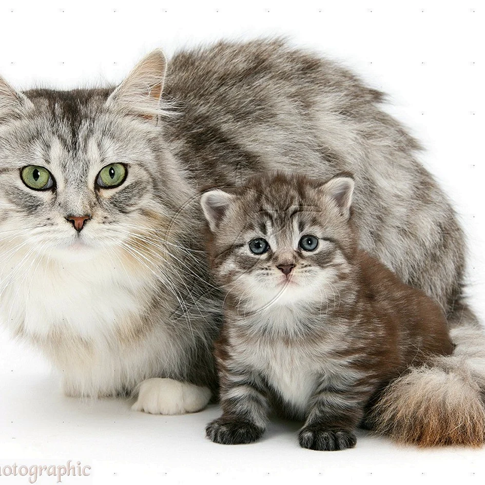 Кошка с котятами
