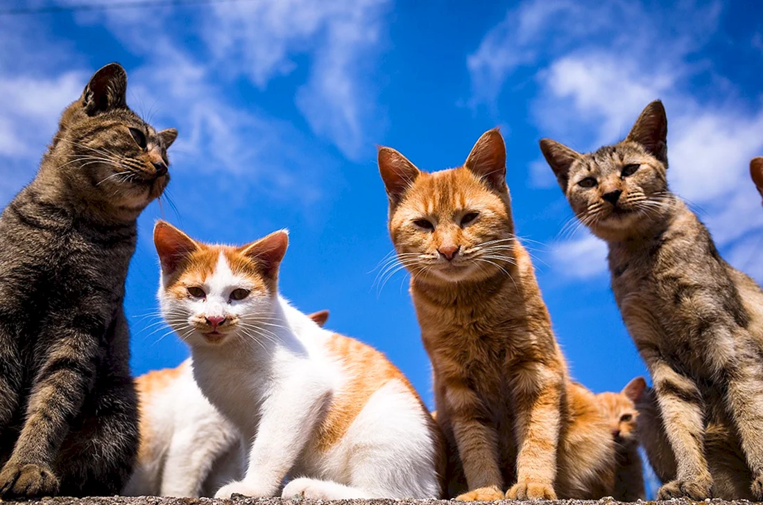 Кошки