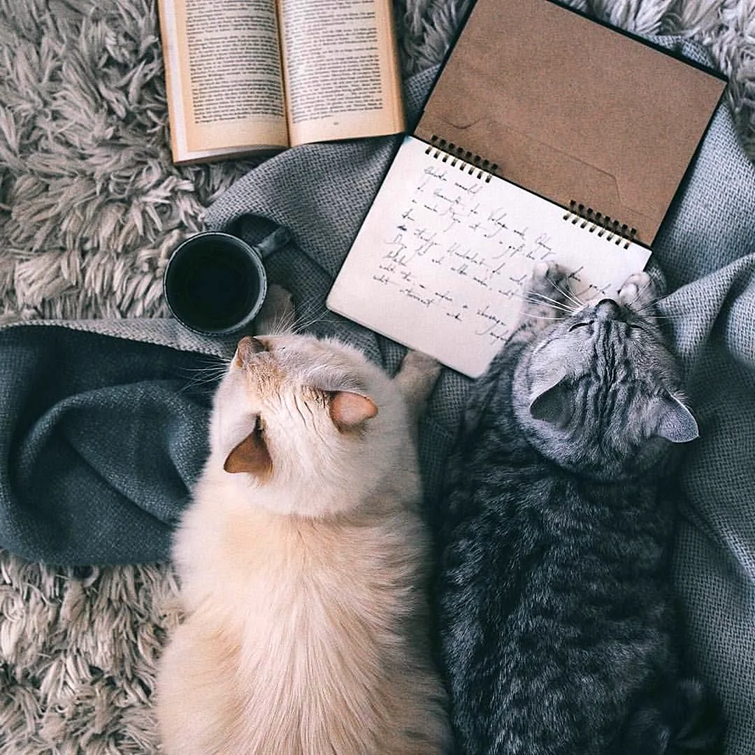 Кошки Эстетика