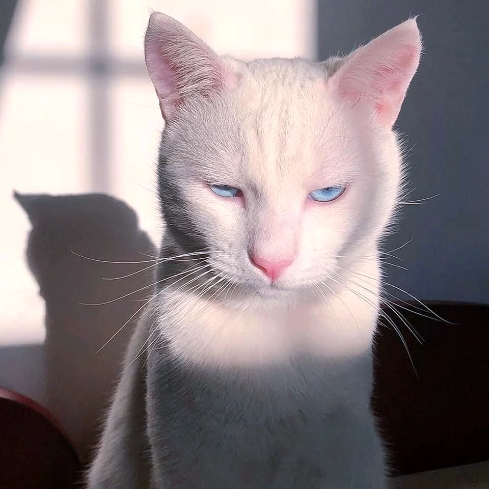 Кошки Эстетика