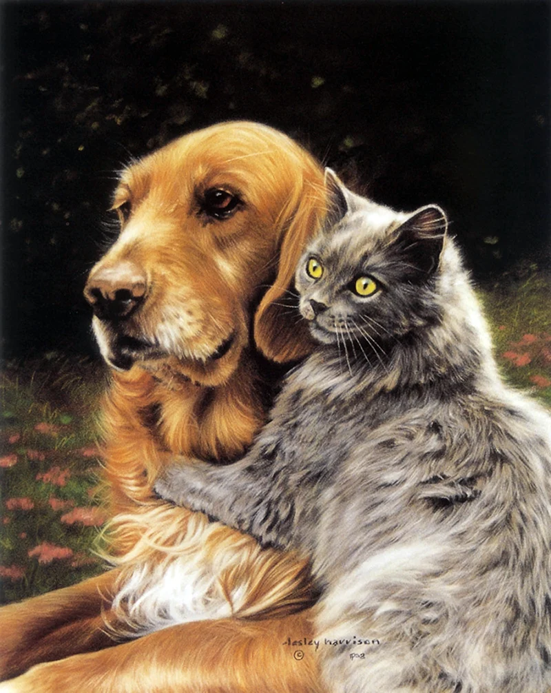 Кошки и собаки