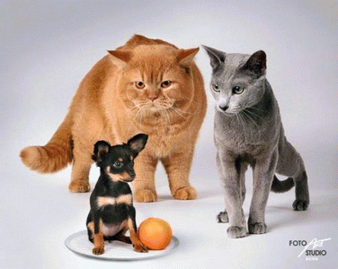 Кошки и собаки