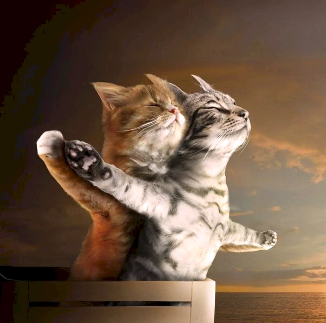 Кошки любовь