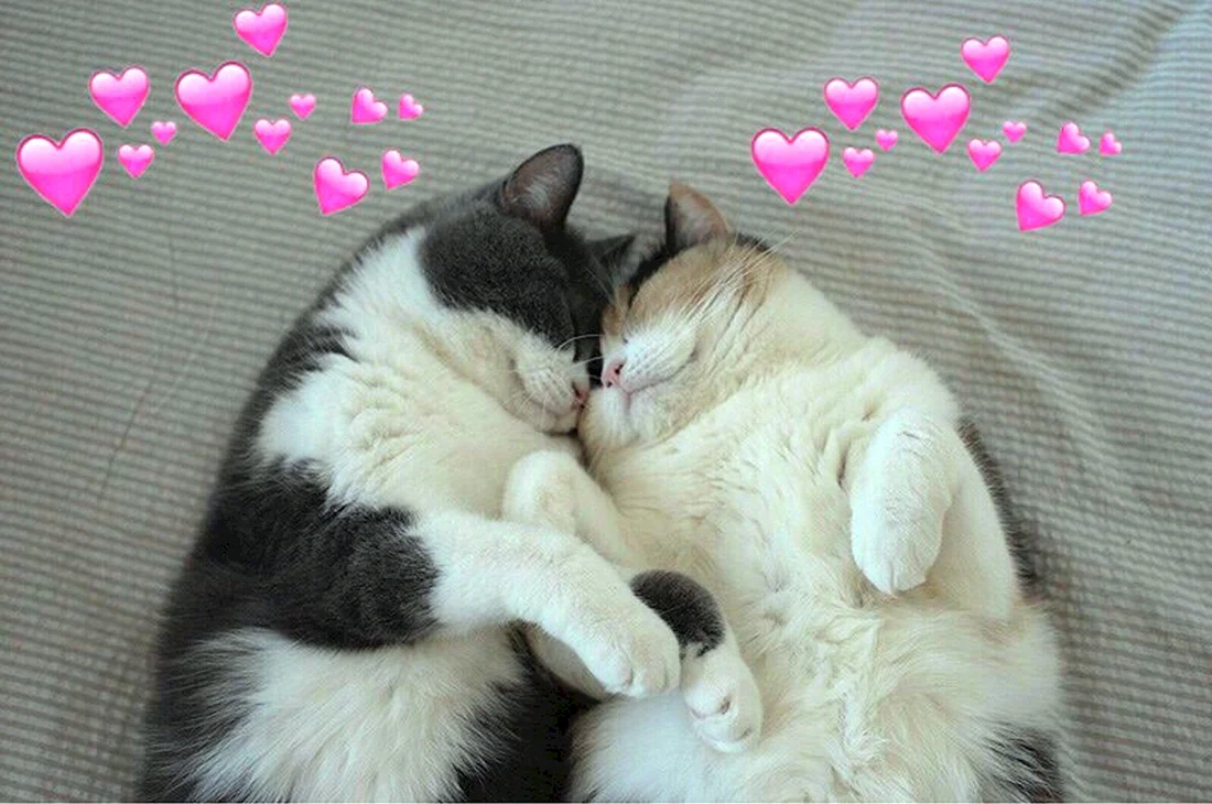 Кошки любовь
