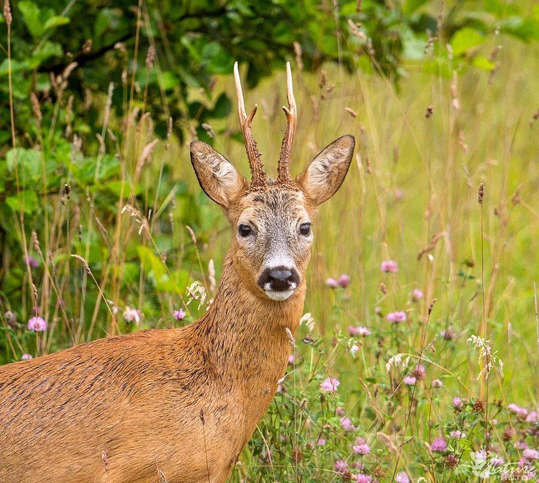Косуля Сибирская capreolus pygargus Pall.