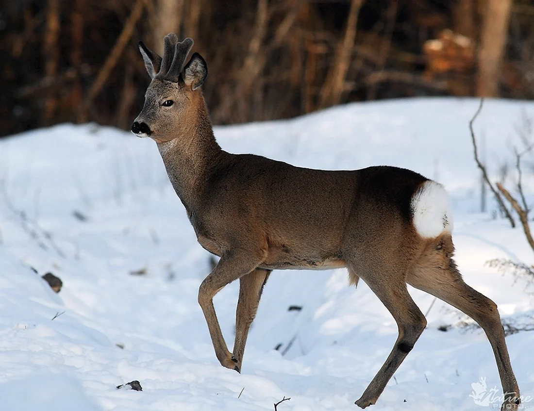 Косуля Сибирская capreolus pygargus Pall.